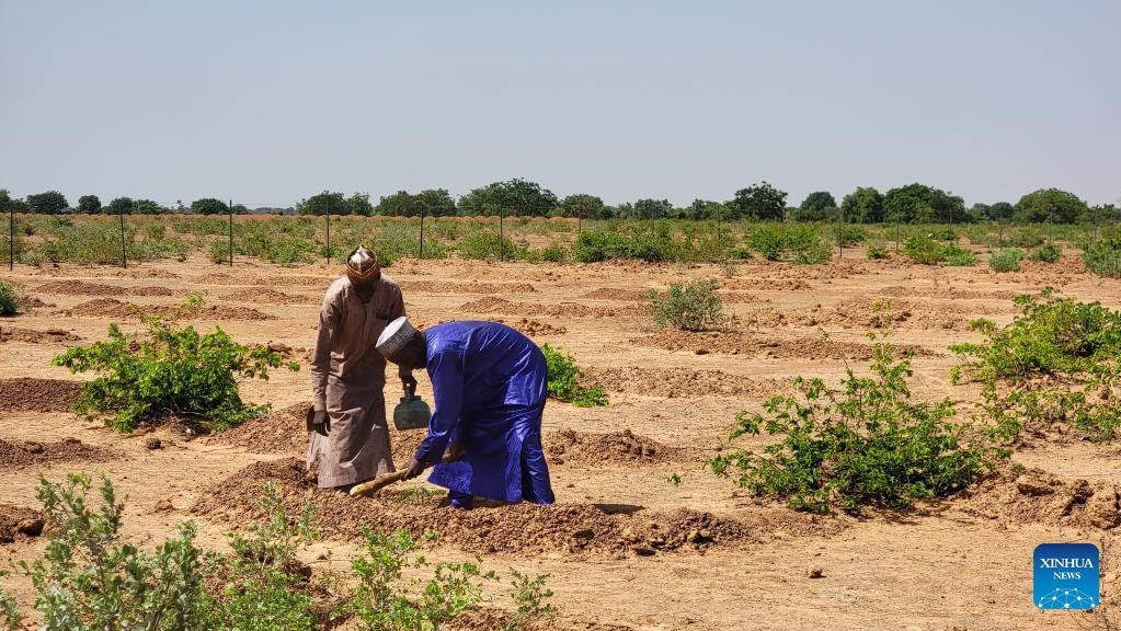 FG moves great green wall agency headquarters to Kano