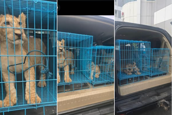 Customs busts wildlife trafficking ring, rescues lion cubs