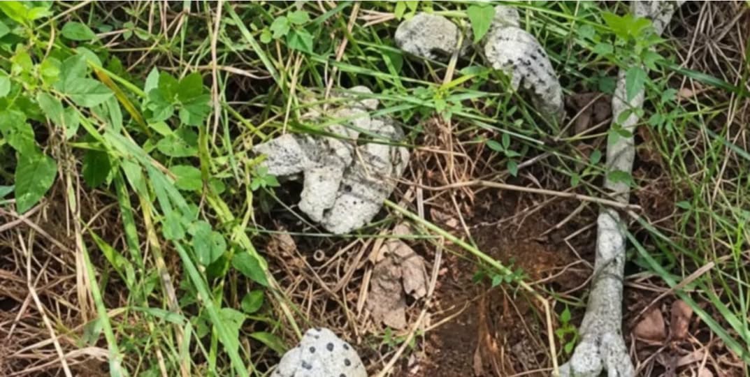 Amnesty International demands probe into recovery of 28 human skulls in Abia