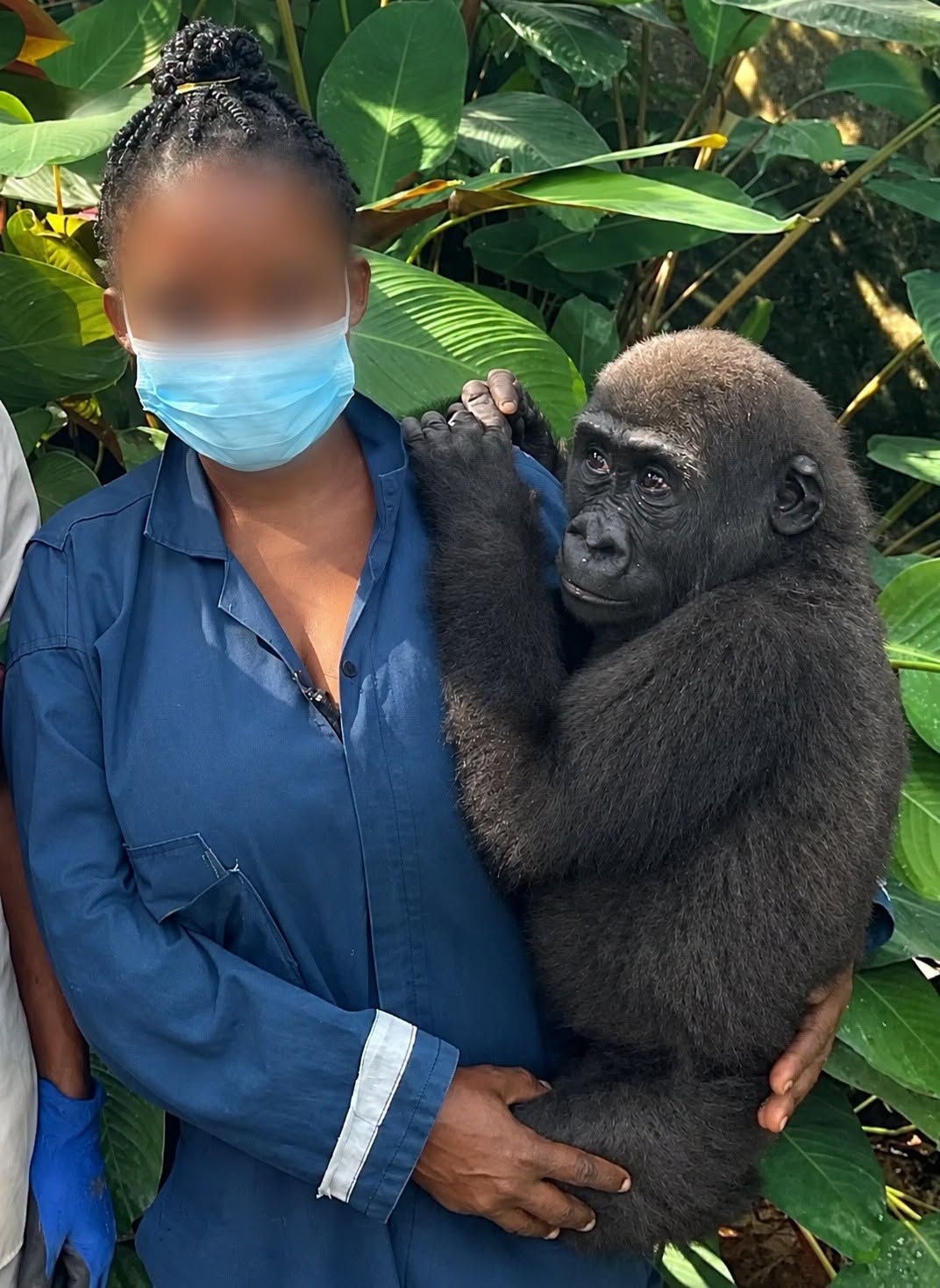 Customs repatriates baby Gorilla to Congo
