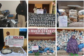 NDLEA rearrests 83-year-old drug trafficker, seizes tonnes of cannabis